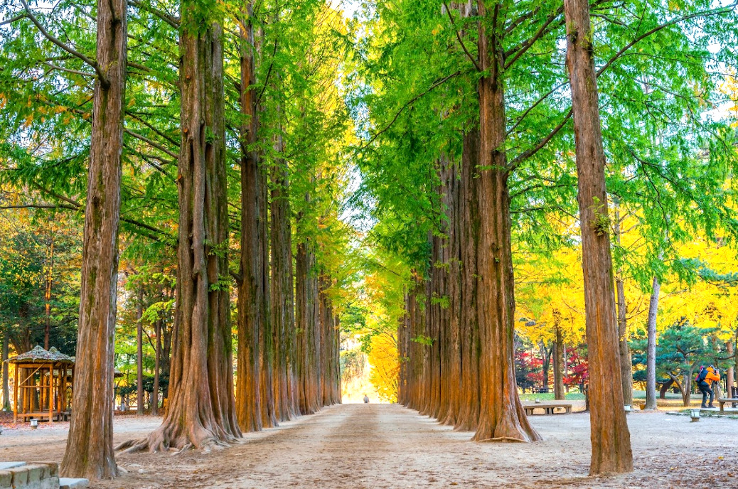 Nami Island tour from Seoul – riverside walk peaceful nature