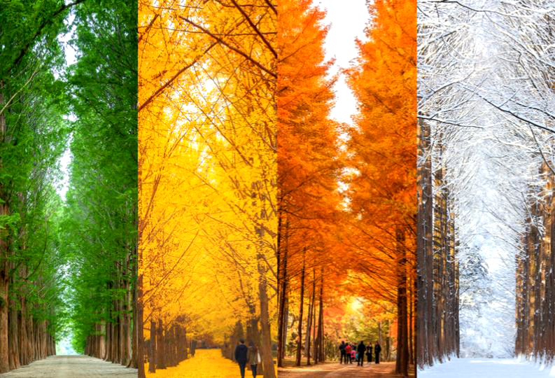 Nami Island tour from Seoul – tree-lined path autumn scenery
